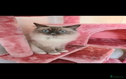 Ragdoll cats for sale: Kittens ready now! - Image 20