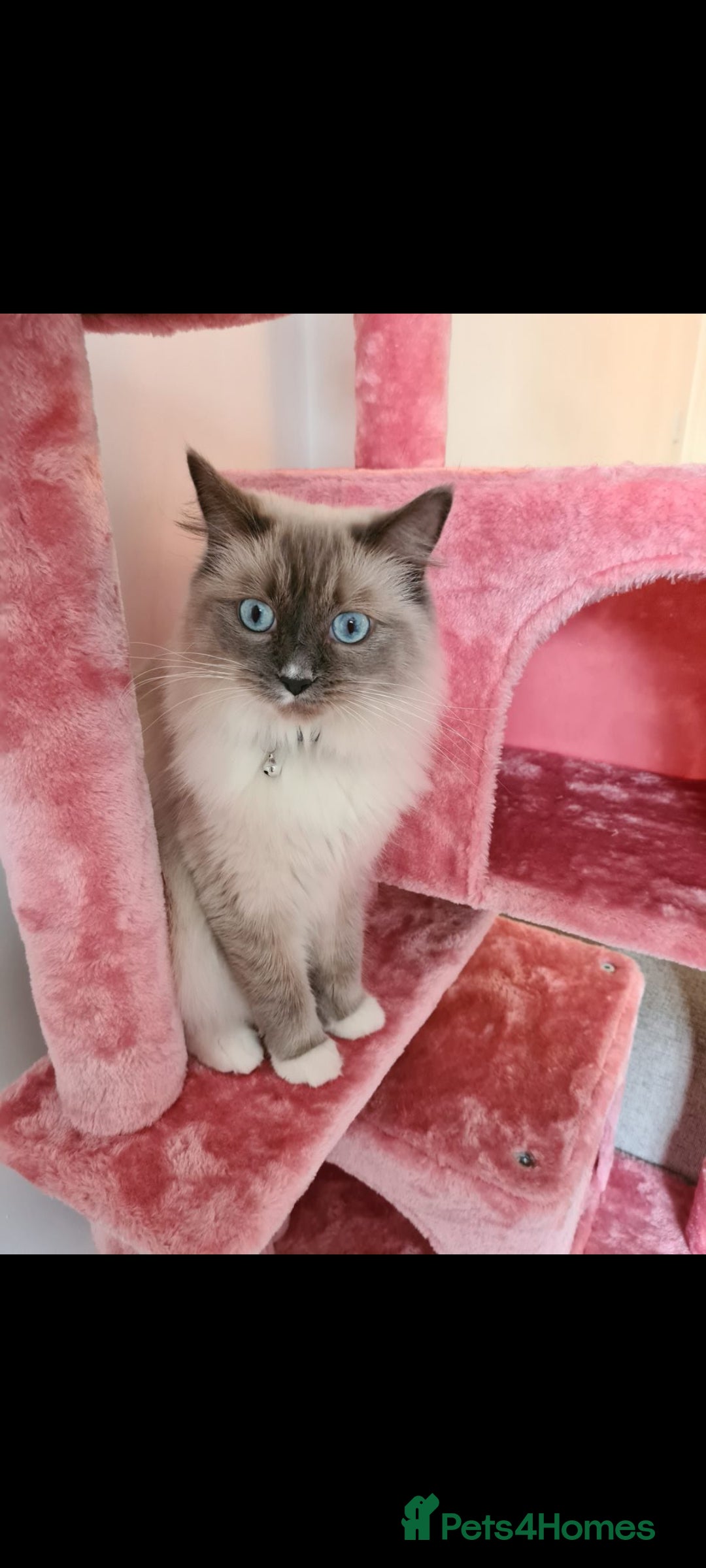 Ragdoll cats for sale: Kittens ready now! - Image 20