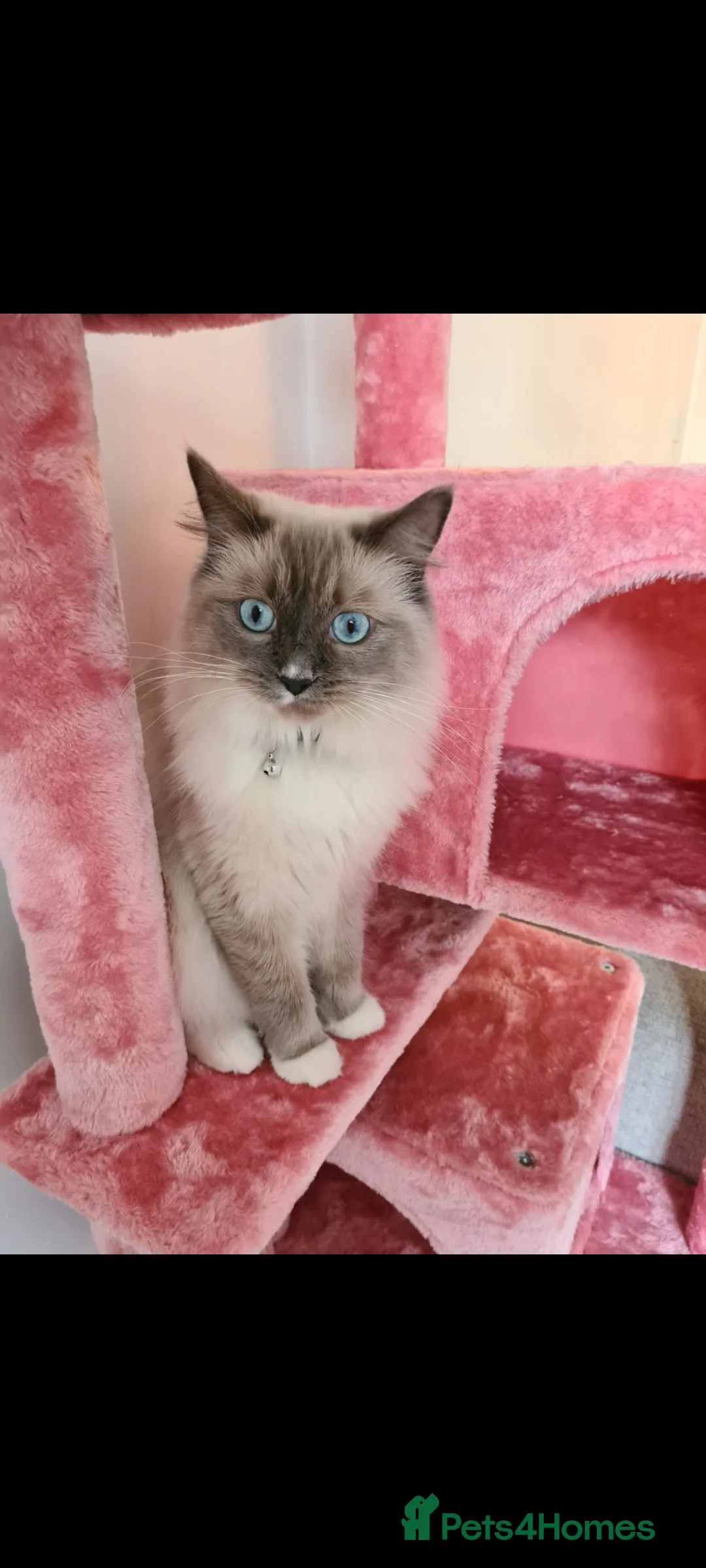 Ragdoll cats for sale: Kittens ready now! - Advert 20
