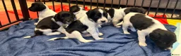 English Springer Spaniel dogs for sale: English springer spaniel puppies - Advert 10