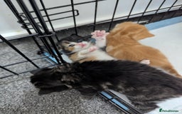 Mixed Breed cats for sale: Beautiful kittens - Image 5