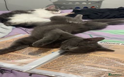 Domestic Shorthair cats for sale: Aurora blue domestic short hair  - Image 4