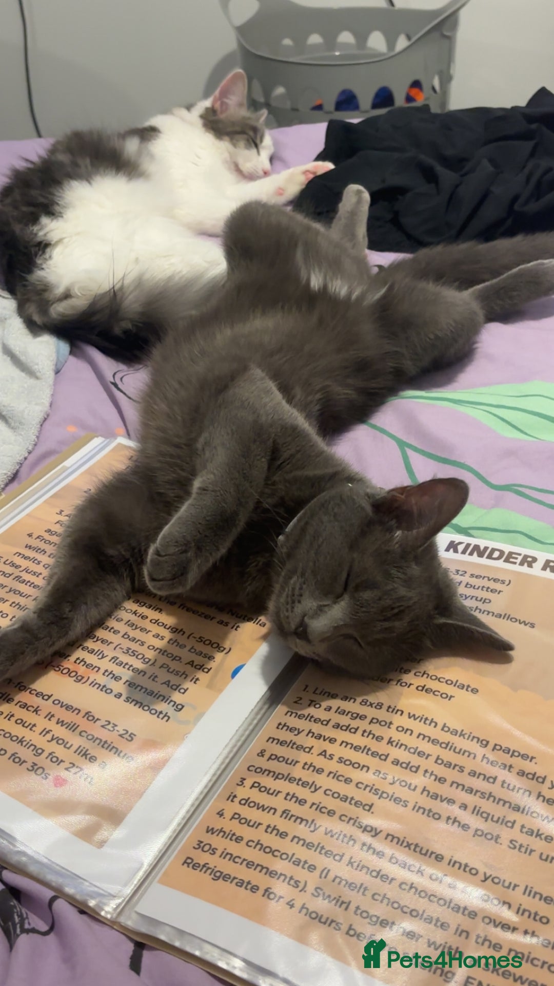 Domestic Shorthair cats for sale: Aurora blue domestic short hair  - Image 4