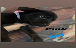 Mixed Breed dogs for sale: Mastiff collies  - Image 8