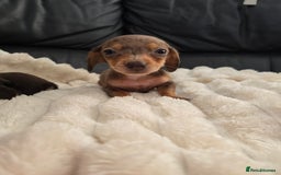 Miniature Dachshund dogs for sale: Miniature dachshunds  - Image 31