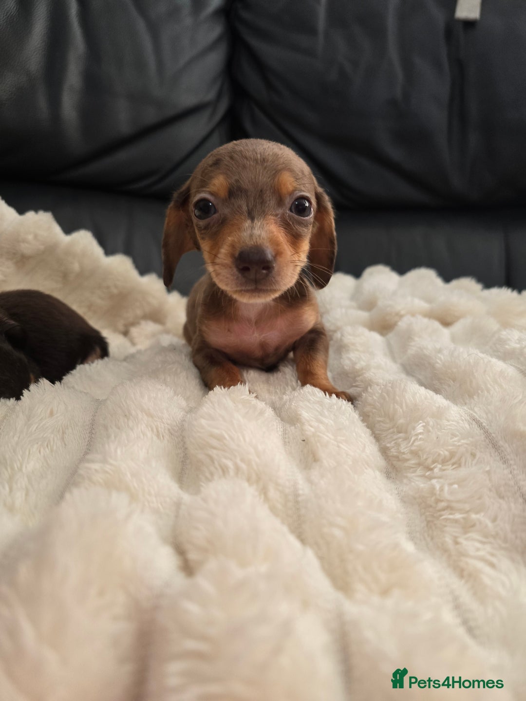 Miniature Dachshund dogs for sale: Miniature dachshunds  - Image 31