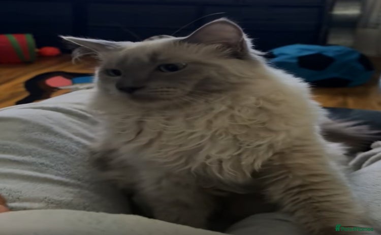 Ragdoll cats - Advert 9