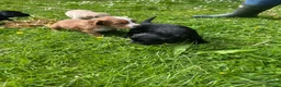 Cocker Spaniel dogs for sale: KC Reg Beautiful Working Cocker puppies DNA tested - Advert 4