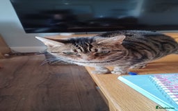 British Shorthair cats for sale: Two beautiful adult cats looking for forever homes - Image 3