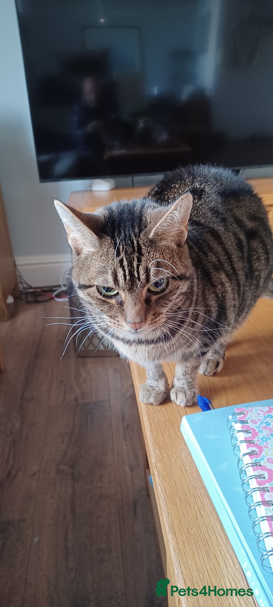 British Shorthair cats for sale: Two beautiful adult cats looking for forever homes - Image 3