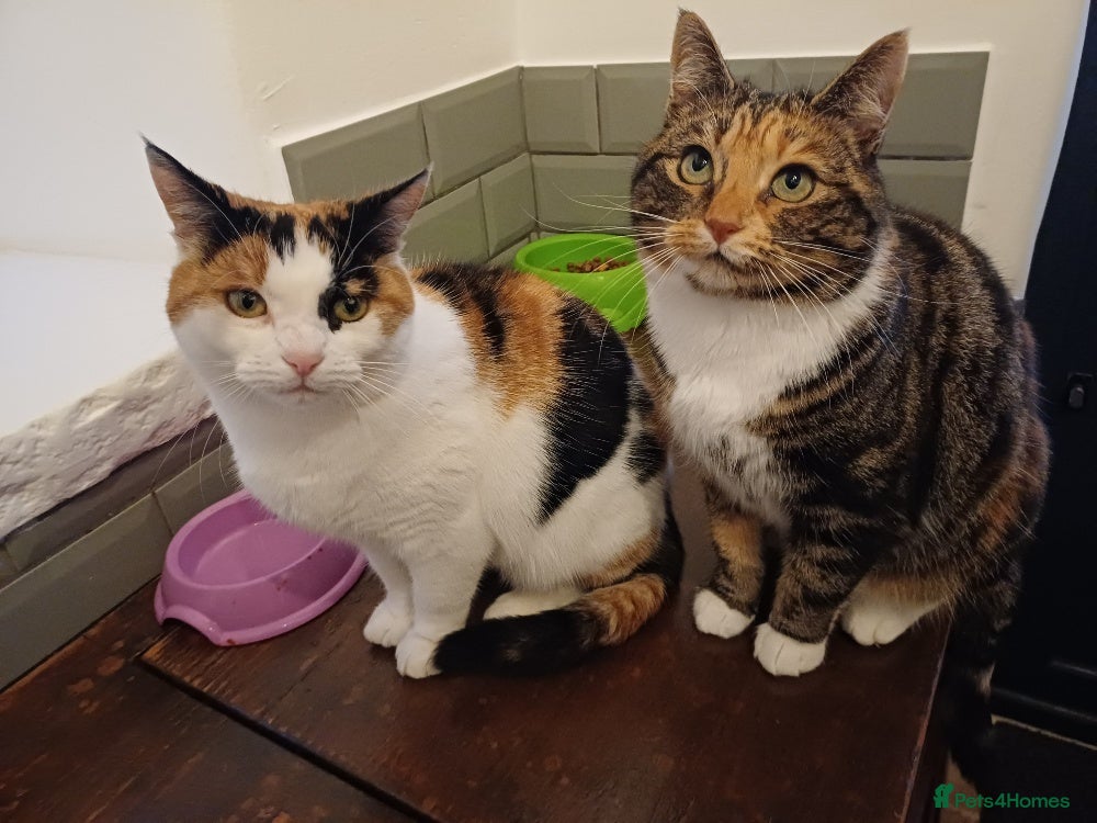 Mixed Breed cats Lovely and friendly sister cats - Advert 5