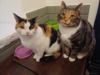 Mixed Breed cats Lovely and friendly sister cats - Advert 9