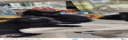Mixed Breed cats for sale: Black kittens (female)  - Advert 7