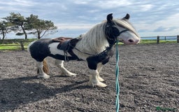 Irish Cob horses for sale: Dolly  - Image 5