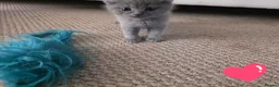 Scottish Fold cats for sale: Blue Scottish fold  in Harlow - Advert 3