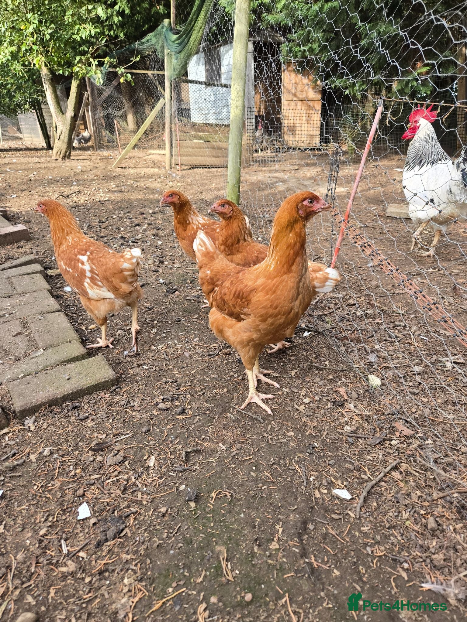 Chickens poultry Bovan Brown point of lay pullets  - Advert 1