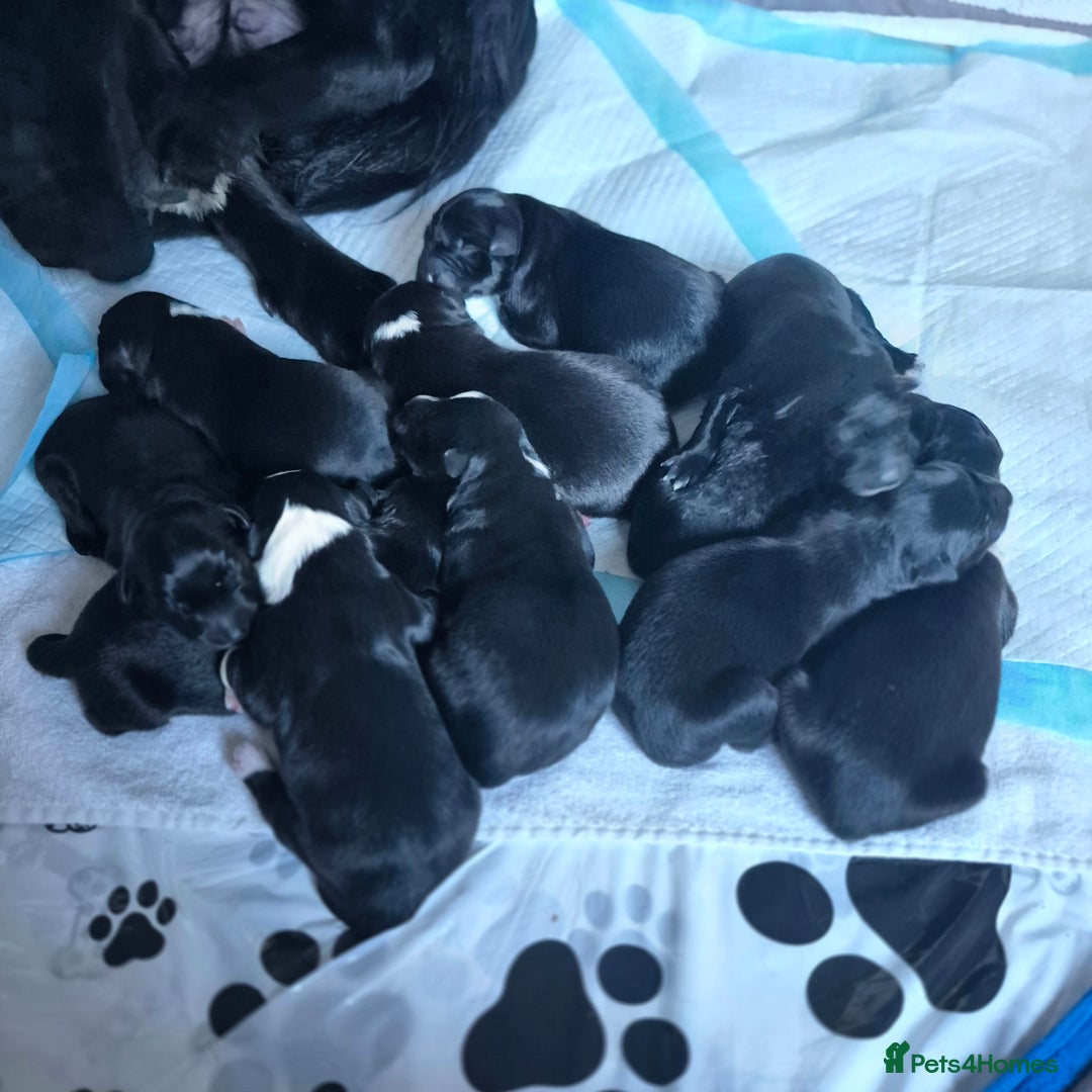 Border Collie dogs for sale: Border Collie pups - Image 1