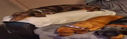 Miniature Dachshund dogs for sale: 2choc dapple boys available - Advert 10