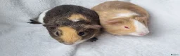 Guinea Pig rodents for sale: Bonded pair of boars - Advert 9