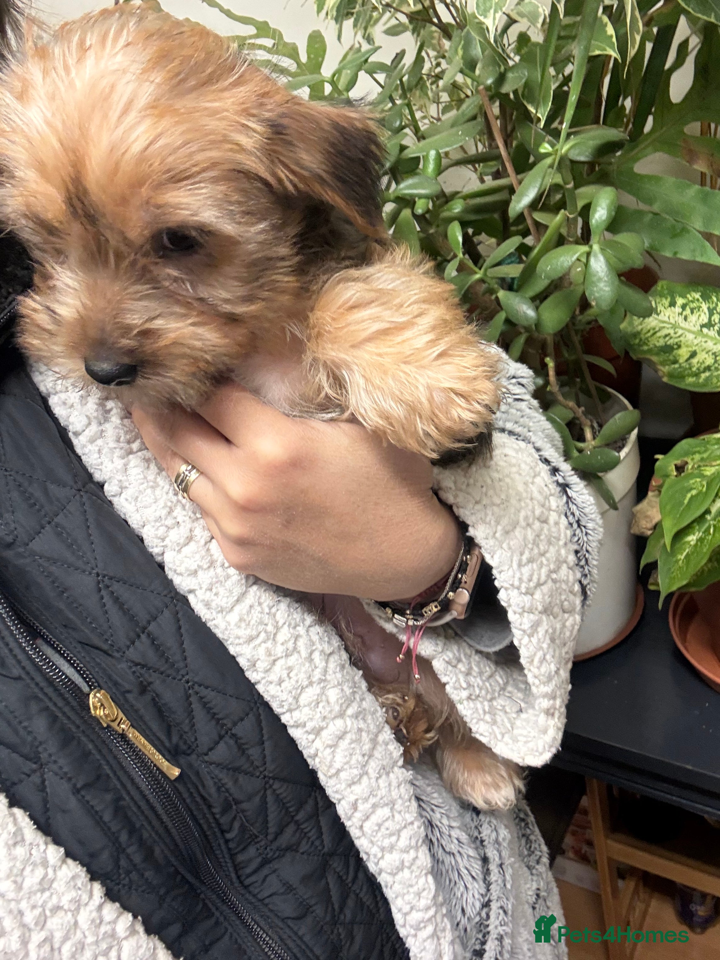 Yorkshire Terrier dogs Yorkshire Terrier  - Advert 6