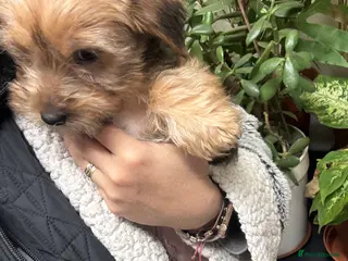 Yorkshire Terrier dogs Yorkshire Terrier - Advert 8