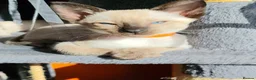 Siamese cats for sale: Gorgeous Siamese kittens!!! - Advert 22