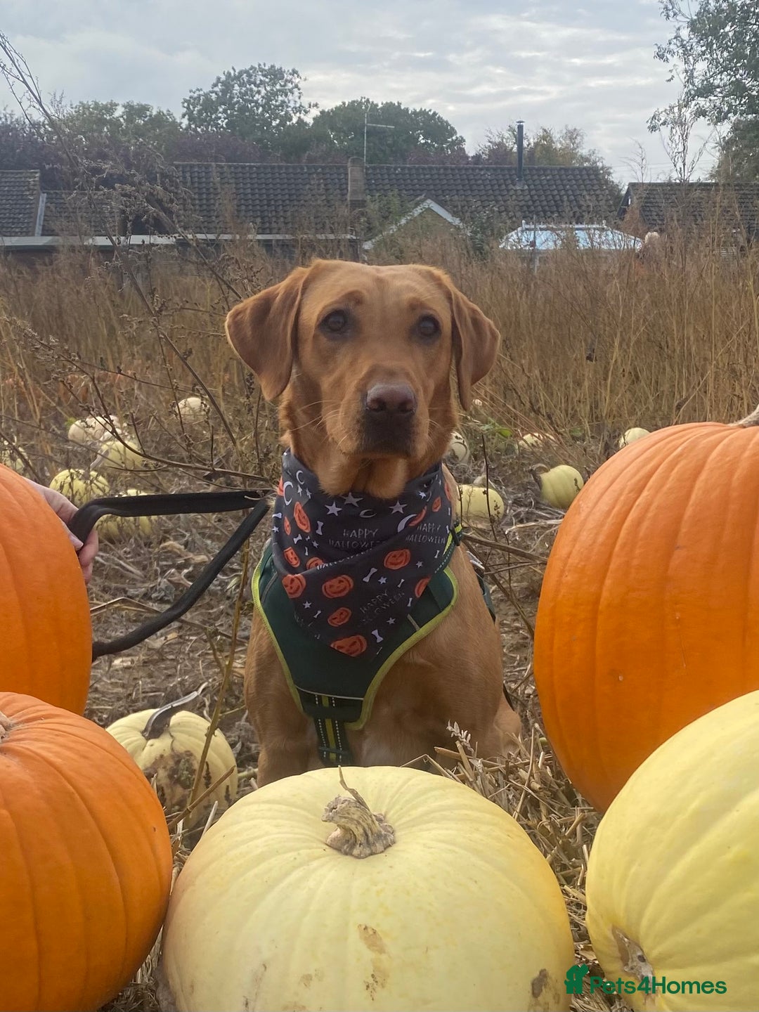 Labrador Retriever dogs for sale: Stunning litter of 9 golden labradors  - Advert 1