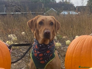 Labrador Retriever dogs Stunning litter of 9 golden labradors - Advert 10