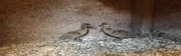 Ducks poultry for sale: Pure bred KHAKI CAMPBELL Ducklings for sale - Advert 3