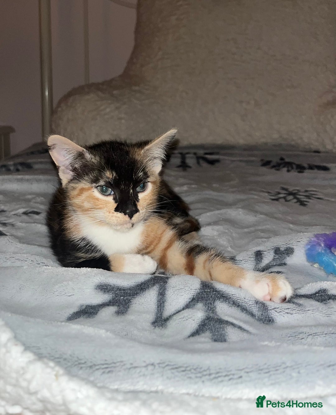 Mixed Breed cats for sale: 4 beautiful kittens looking for new homes  - Advert 17