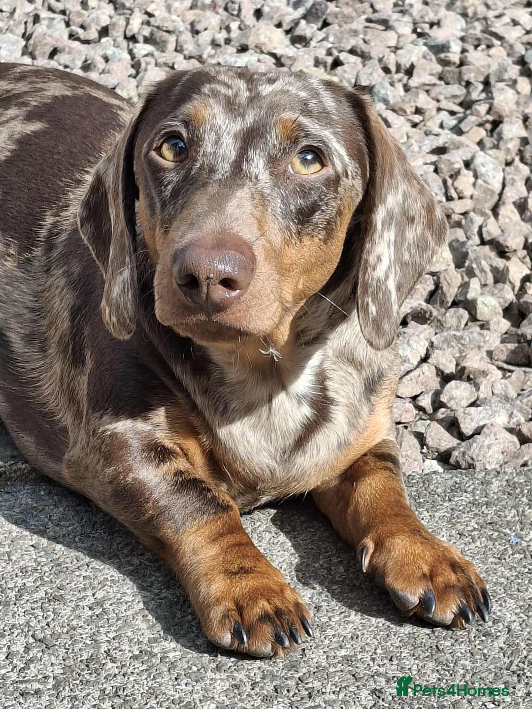 Dachshund dogs for stud: Stunning Dapple Standard Dachshund at Stud  - Image 5