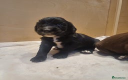 Cocker Spaniel dogs for sale: Working cocker spaniels 4 weeks old - Image 13