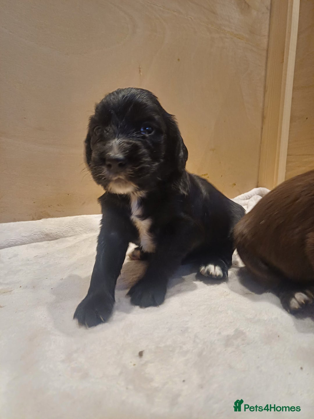 Cocker Spaniel dogs for sale: Working cocker spaniels 4 weeks old - Image 13
