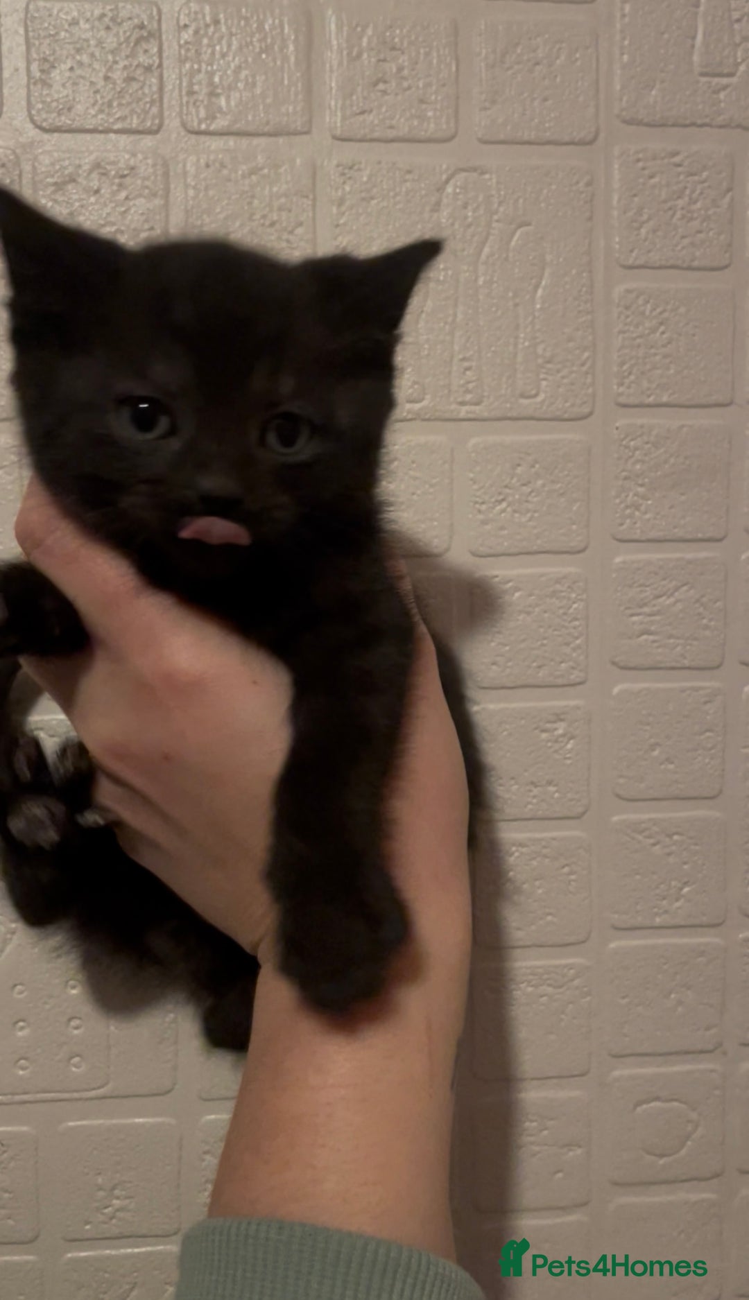 Domestic Shorthair cats for sale: Kittens ready to reserve  - Advert 10