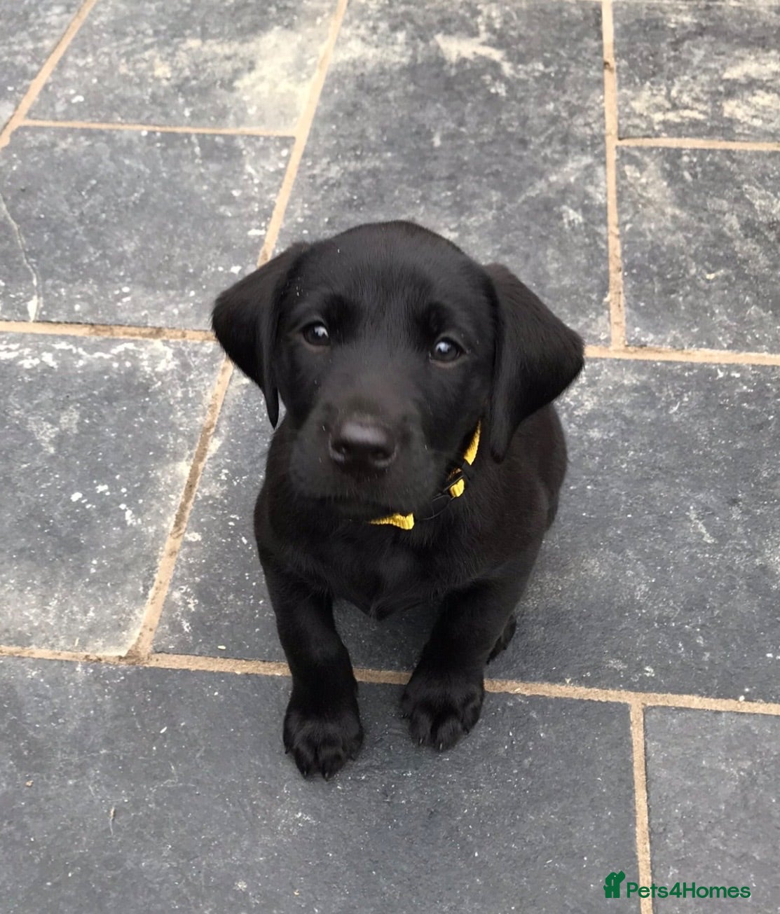 Labrador Retriever dogs Extensively health tested kc reg Labrador puppies. - Advert 2