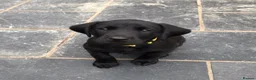Labrador Retriever dogs for sale: Extensively health tested kc reg Labrador puppies. - Advert 2