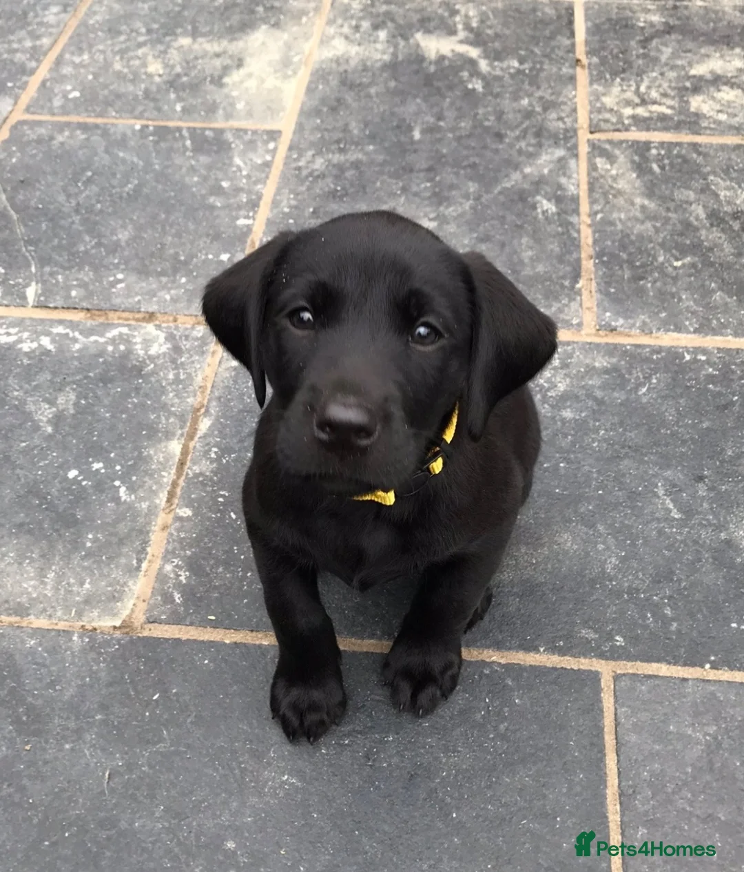 Labrador Retriever dogs for sale: Extensively health tested kc reg Labrador puppies. - Advert 2