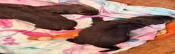 German Shepherd dogs for sale: 🐾 KC Registered German Shepherd Puppies 🐾 in Kirkcaldy - Advert 10