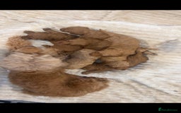 Cockapoo dogs for sale: Cockapoo puppy’s  - Image 9