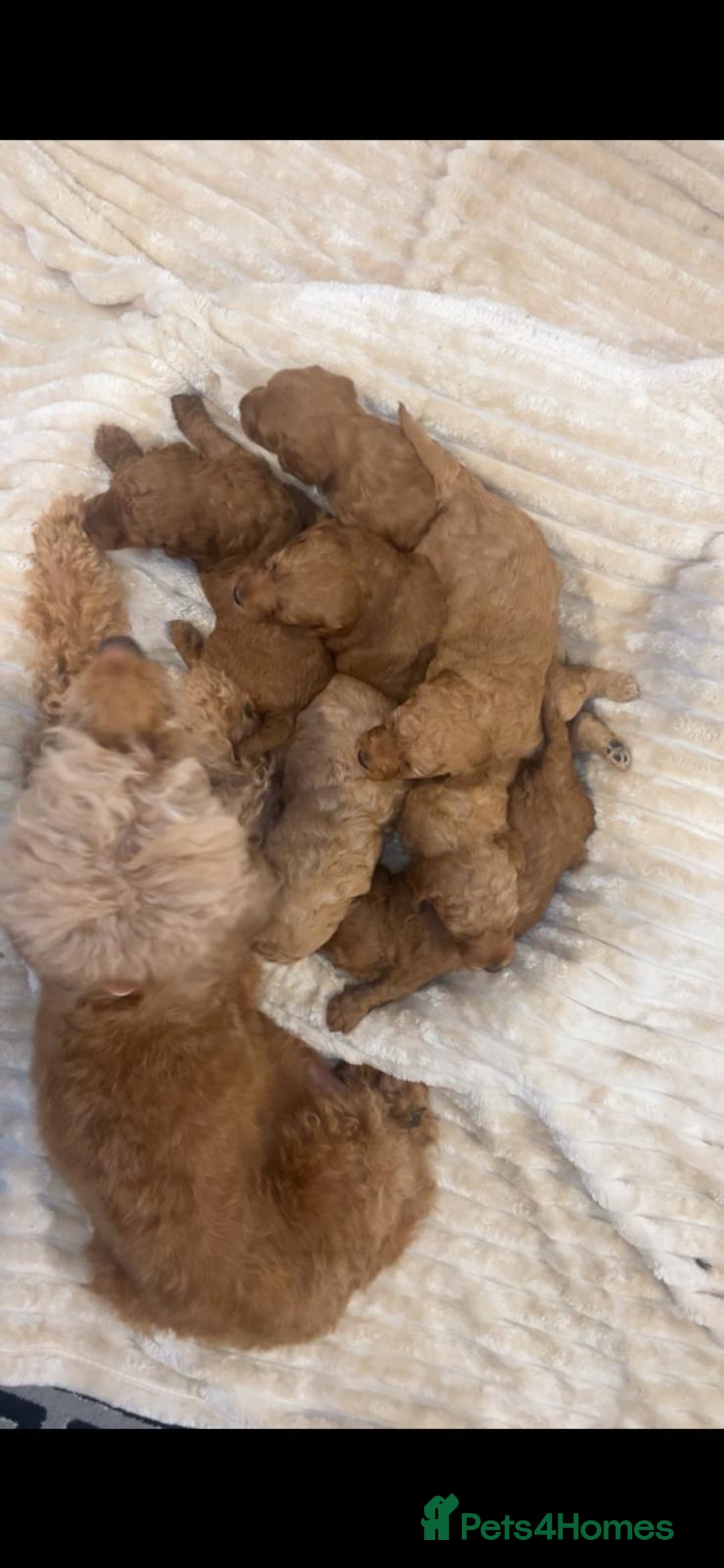 Cockapoo dogs for sale: Cockapoo puppy’s  - Image 9