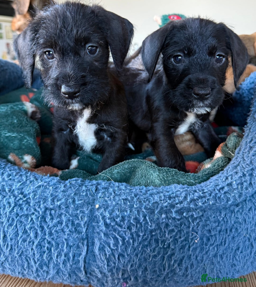 Mixed Breed dogs for sale: 🐾❤️ dachshund x Jack Russell puppies ❤️🐾 - Advert 6