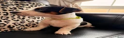 Jack Russell dogs for sale: Jack Russell Puppies  - Advert 7