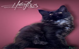 Maine Coon cats for sale: LAST ONE ! XL RUSSIAN MAINE COON KITTENS  in Pontypridd - Image 2