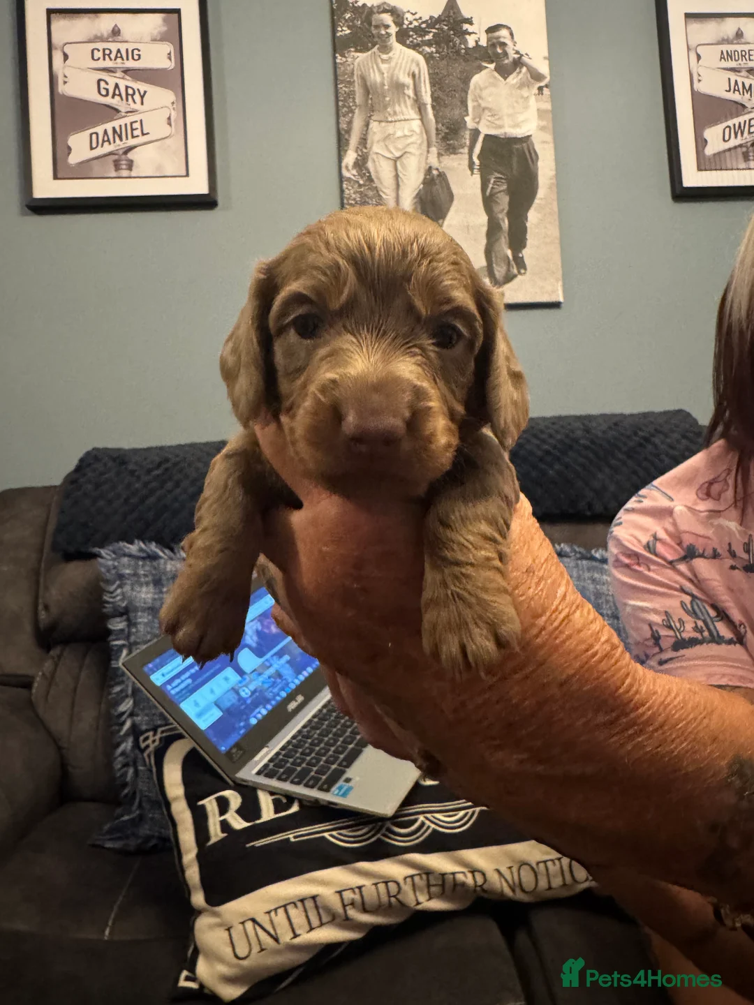 Miniature Dachshund dogs for sale: 2 minature dachshund puppies ready to be loved - Advert 2