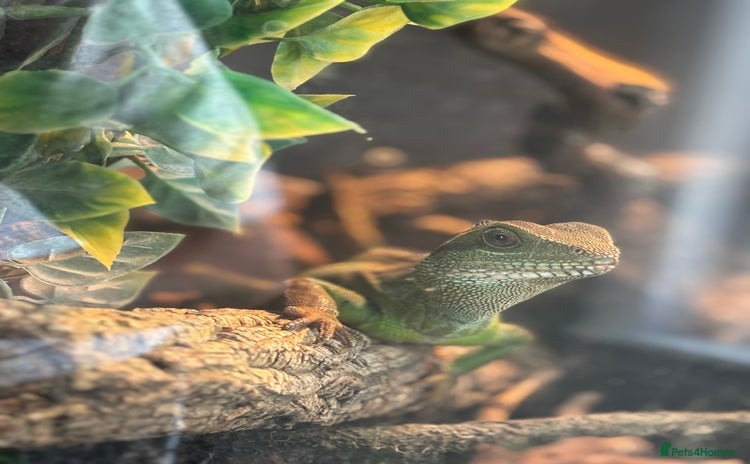 Dragon reptiles - Advert 2