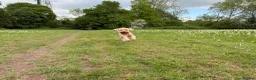 Cockapoo dogs for sale: F1B miniature cockapoo puppies. 10 days old - Advert 20