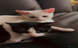 Oriental cats for sale: Male kitten  - Image 5