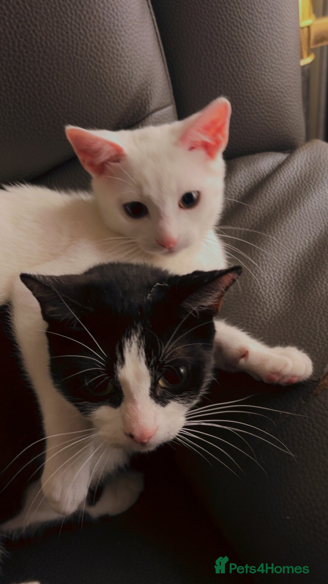 Oriental cats for sale: Male kitten  - Image 5