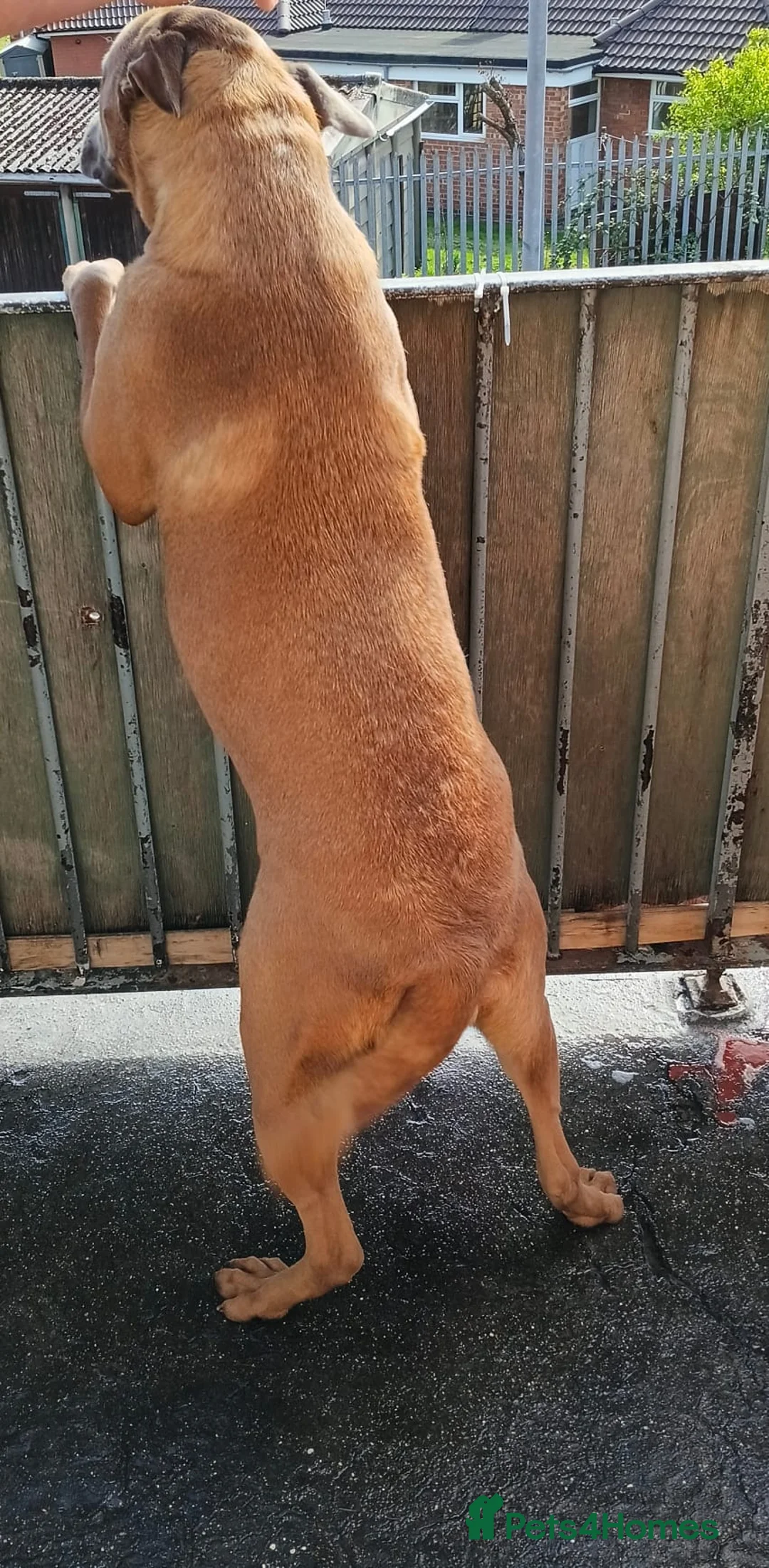 Mixed Breed dogs for adoption: 🧡RUBY – Young Girl Desperately Needing a Chance🧡 - Advert 2