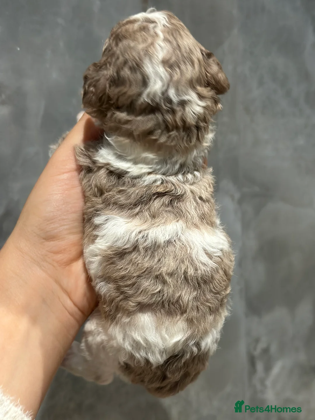 Cavapoo dogs for sale: Exceptional F2 Cavapoo Puppies - HomeRaised  - Advert 8